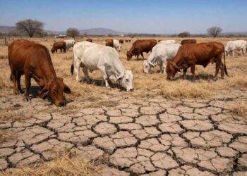 FALTA DE AGUA Y FORRAJE: Prolongada sequía golpea al sector ganadero de QR