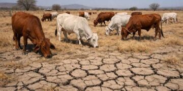 FALTA DE AGUA Y FORRAJE: Prolongada sequía golpea al sector ganadero de QR