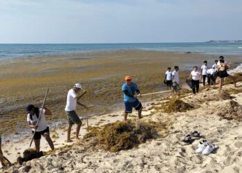 SARGAZO: Registra Playa Delfines las mayores afectaciones durante el verano