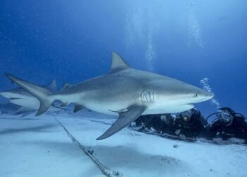 TIBURÓN TORO: Buzos esperan repunte en Playa del Carmen