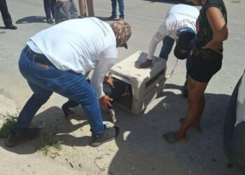 HASTA 12 DENUNCIAS DIARIAS: Aumentan reportes de maltrato animal en Playa del Carmen
