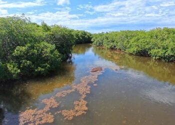 SARGAZO AL SUR: Reportan presencia en la Bahía de Chetumal