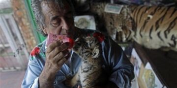 Crece respaldo a favor de ‘Pepe Tigre’; petición en Change.org supera las 17 mil firmas