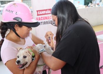 ISLA MUJERES: Realizan campaña gratuita de vacunación antirrábica para perros y gatos