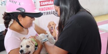 ISLA MUJERES: Realizan campaña gratuita de vacunación antirrábica para perros y gatos