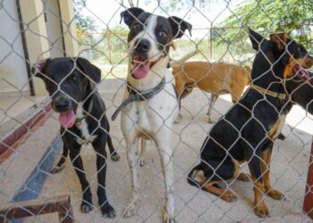 Playa del Carmen atiende 915 denuncias de maltrato animal; 18 llegan a Fiscalía