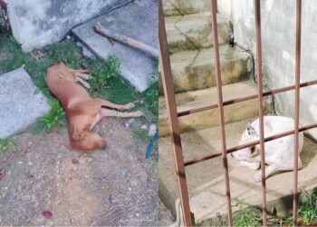 “YA SOLO SE LA PASA INMÓVIL”: Piden vecinos revisar a perros en Pescadores 2
