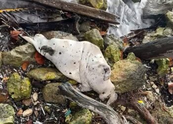 Hallan muerto a pequeño manatí en la Bahía de Chetumal