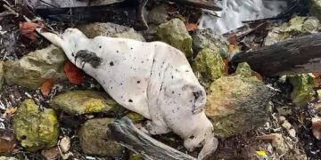 Hallan muerto a pequeño manatí en la Bahía de Chetumal