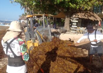 SARGAZO EN PLAYA DEL CARMEN: Exploran proyectos para aprovechar la macroalga