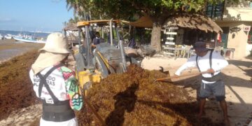SARGAZO EN PLAYA DEL CARMEN: Exploran proyectos para aprovechar la macroalga