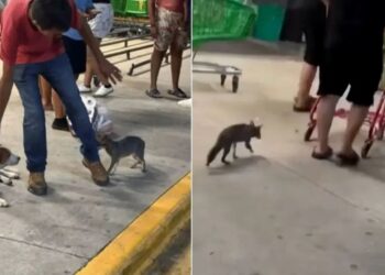 CONFIRMA SESA: Zorra gris capturada en Cancún da positivo a rabia