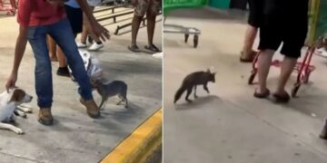CONFIRMA SESA: Zorra gris capturada en Cancún da positivo a rabia