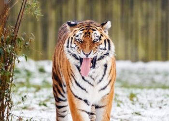 Parque de vida silvestre en Inglaterra registra muerte de hombre tras ingreso a recinto de tigres
