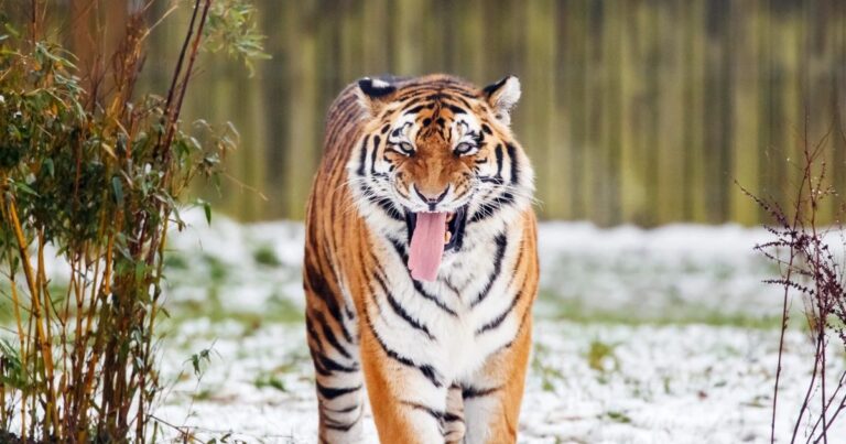 Parque de vida silvestre en Inglaterra registra muerte de hombre tras ingreso a recinto de tigres