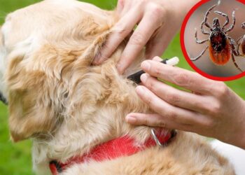 Gobierno de Zuazua emite alerta por rickettsiosis y exige revisar mascotas