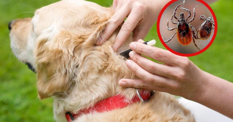 Gobierno de Zuazua emite alerta por rickettsiosis y exige revisar mascotas
