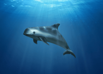 Gobierno Federal modifica polígonos de pesca en San Felipe para proteger a la vaquita marina