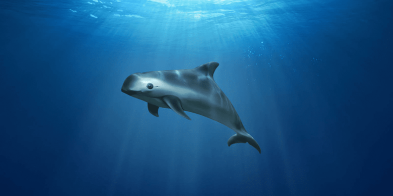 Gobierno Federal modifica polígonos de pesca en San Felipe para proteger a la vaquita marina