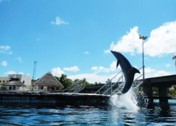 MINCHO: Muere el delfín que conmocionó a Cancún y cuyo caso impulsó una ley de protección animal