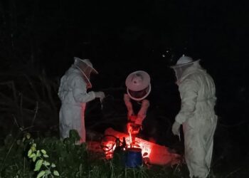 MÚLTIPLES REPORTES: Abejas africanizadas causan alerta en ribera del Río Hondo