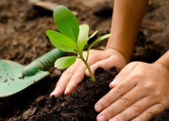 REFORESTACIÓN OBLIGATORIA: Proponen plantar un árbol cada 15 metros en banquetas y camellones