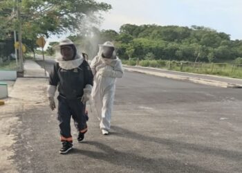 EN PUCTÉ, OPB: Fallece adulto mayor atacado por abejas africanizadas