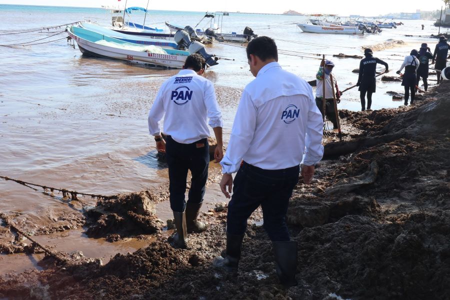 CRISIS DEL SARGAZO: PAN acusa abandono de pescadores en Playa del Carmen 1 PAN1