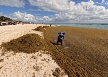 URGEN SOLUCIONES: Piden investigar causas del sargazo para combatirlo de origen
