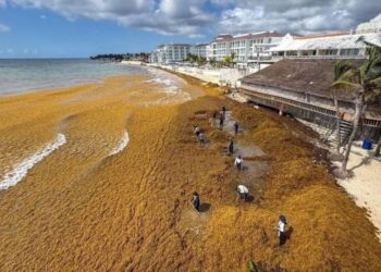 ALERTA ESPECIALISTA: Sargazo en descomposición provoca muerte de fauna marina
