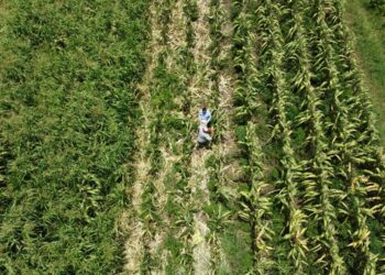 | VISIÓN INTERCULTURAL | ¿Agroecología en Quintana Roo?