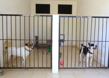 Aumentan denuncias por maltrato y abandono animal en Playa del Carmen; preparan nuevas reglas 7 Aumentan denuncias por maltrato y abandono animal en Playa del Carmen; preparan nuevas reglas