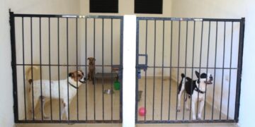 Aumentan denuncias por maltrato y abandono animal en Playa del Carmen; preparan nuevas reglas