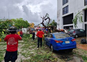 CIERRAN VIALIDAD: Cae árbol en la Av. Yaxchilán y Uxmal