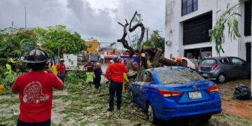 CIERRAN VIALIDAD: Cae árbol en la Av. Yaxchilán y Uxmal