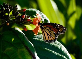 MARIPOSA MONARCA: Reaparece en Cozumel por tercer año consecutivo 2 MARIPOSA MONARCA: Reaparece en Cozumel por tercer año consecutivo
