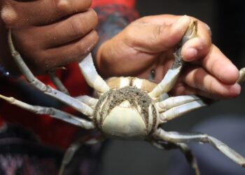 Concluye jornada de protección y rescate del cangrejo azul en Isla Mujeres 2 Concluye jornada de protección y rescate del cangrejo azul en Isla Mujeres