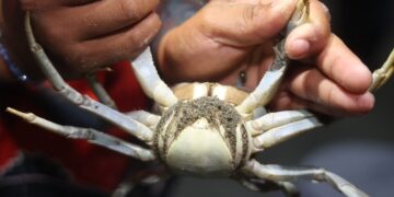 Concluye jornada de protección y rescate del cangrejo azul en Isla Mujeres