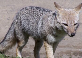 ALERTA SANITARIA: Buscan a personas que tuvieron contacto con zorra gris en Cancún 2 ALERTA SANITARIA: Buscan a personas que tuvieron contacto con zorra gris en Cancún