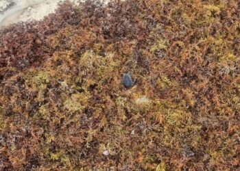 ENTRE LA BASURA: Localizan crías de tortugas vivas y muertas durante limpieza en Cozumel